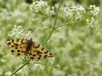 Boterbloempje [Pseudopanthera macularia]